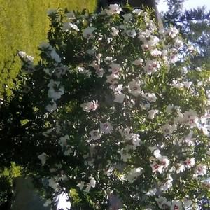 Meet your Posher, Priscilla